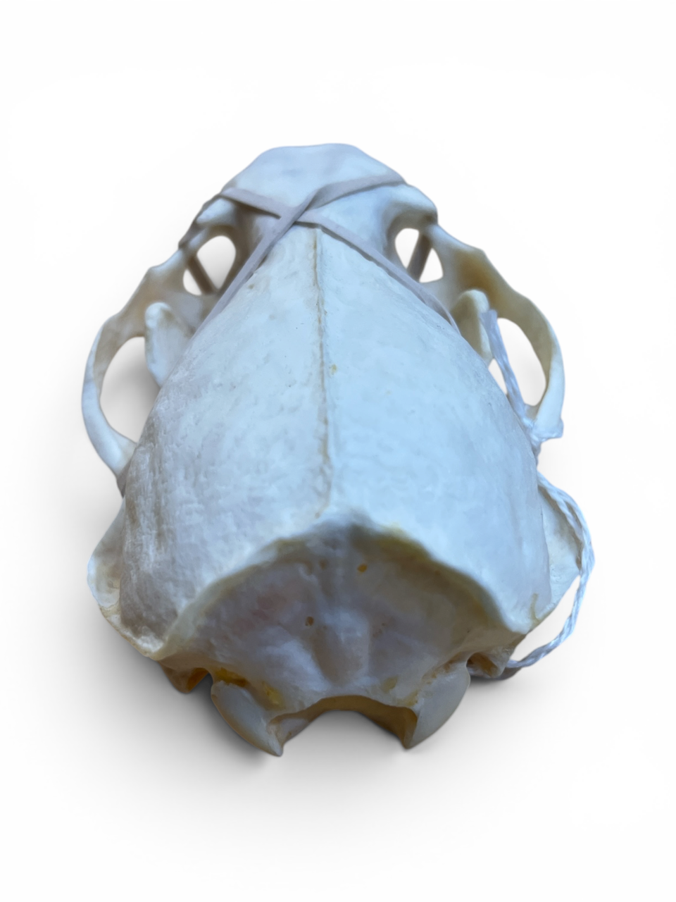 Real Otter Skull - Ethically Sourced - 4.5" x 2.5"