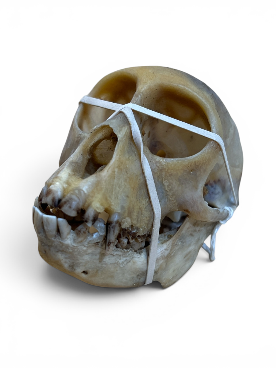 Real African Monkey Skull - Ethically Sourced - 4.5" x 3"