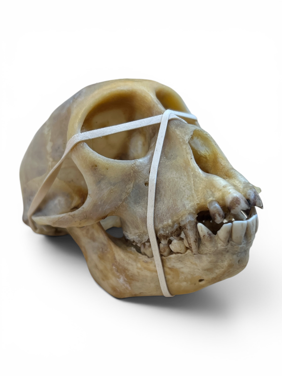 Real African Monkey Skull - Ethically Sourced - 4.5" x 3"