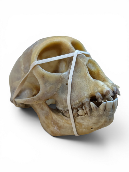 Real African Monkey Skull - Ethically Sourced - 4.5" x 3"